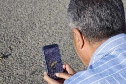 Boyu 15 santimetreyi buldu! Kentte dev çekirgeler ortaya çıktı