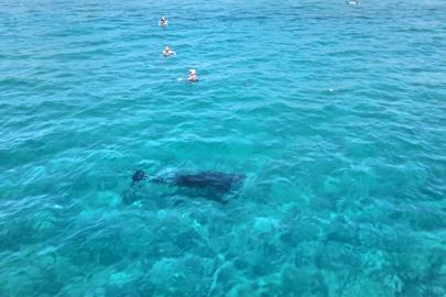 Kıyıya yaklaşan yunus tatilcilerin yakınında yüzdü
