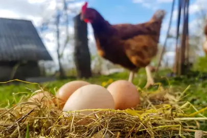 Kümes hayvancılığında üretim arttı! Tavuk yumurtası ve etinde yükseliş