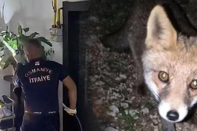 Osmaniye'de şaşkına çeviren olay! Tilki apartmanın 3. katına çıktı